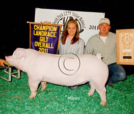 Landrace Gilts